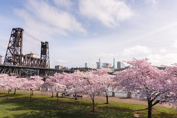 Spring cherry blossoms on waterfront park in downtown Portland Oregon