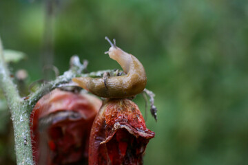 Fungal dangerous diseases of tomatoes, which affects representatives of nightshade especially potatoes. This disease is caused by pathogenic organisms position between fungi and protozoa gray spot