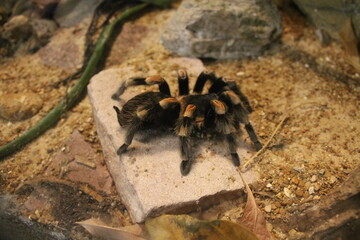 Tarantula