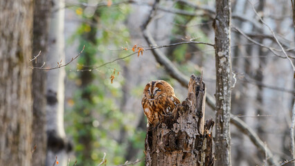 Tawny owl in the autumn forest. Strix aluco