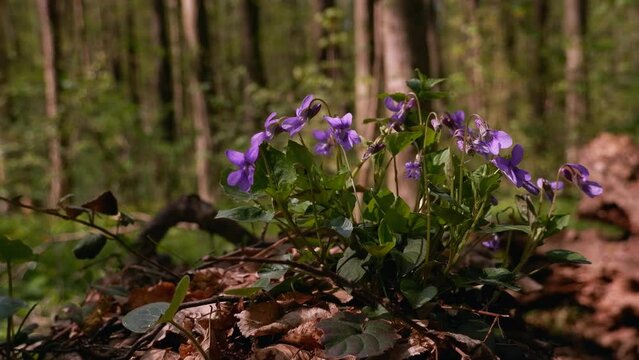 wood violet flowers enjoy tender breeze, bush grow on a mysterious meadow, blurred tree trunks in background, backlight romantic explore mood, spring awakening idea footage