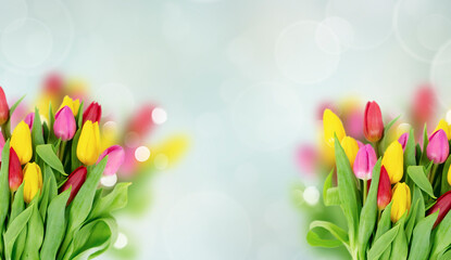 Pink, yeelow and violet tulips flowers