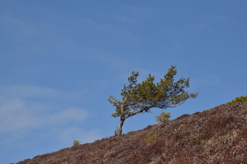 Windschiefer Baum auf dem Belchen im Schwarzwald