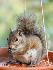 Fototapeta premium An Eastern Gray Squirrel Raiding the Bird Feeder