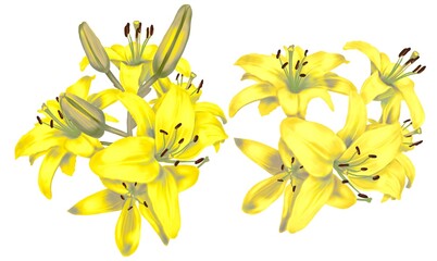 Watercolor yellow bright lilies. Bouquet of yellow lilies isolated on a white background