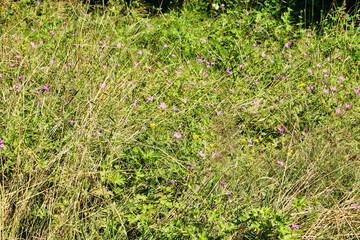 Frühlingsblumen Strauch im Wald 