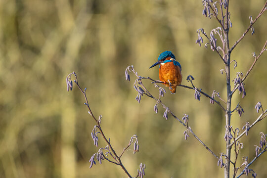 Kingfisher at Duttons Pond