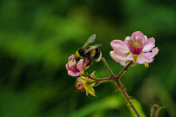 Rosa Brombären Blüte mit einem Hummel 