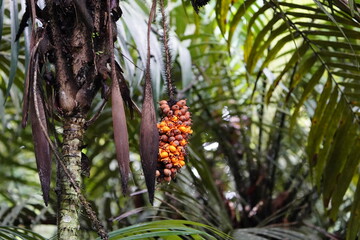 Seeds of Astrocaryum murumuru, Arecaceae family (Portuguese common name: murumuru) is a palm native...