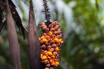Seeds of Astrocaryum murumuru, Arecaceae family (Portuguese common name: murumuru) is a palm native...