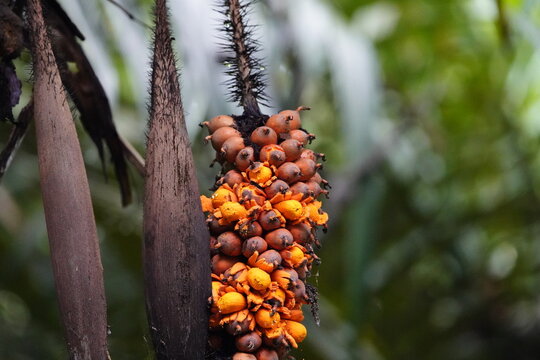 Seeds of Astrocaryum murumuru, Arecaceae family (Portuguese common name: murumuru) is a palm native to Amazon Rainforest vegetation in Brazil, which bears edible fruits.