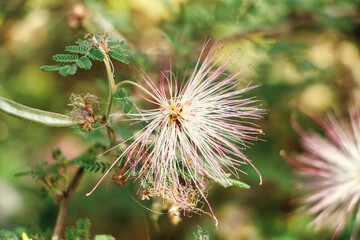 Rosa Puderquastenstrauch Blume 