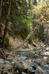 Beautiful creek running through a conifer forest in the rocky mountains
