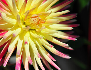 yellow spider petal blooms with pink tips dahlia flower in backyard garden