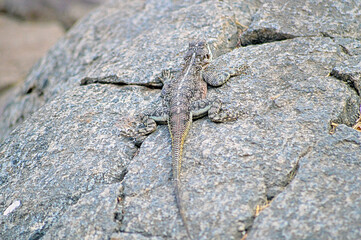 Lizard