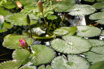 Tigerlotus in rosa halbgeschlossen im Wasser © Oleg