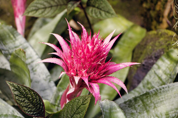 Lanzenrosette rosa Blume mit spitzen Blättern 