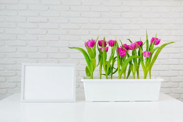 Purple tulips grow in a flowerpot, a horizontal frame stands nearby