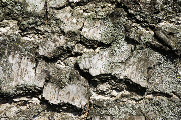 Tree bark texture. Closeup tree pattern. Trunk background. Grunge brown wood.