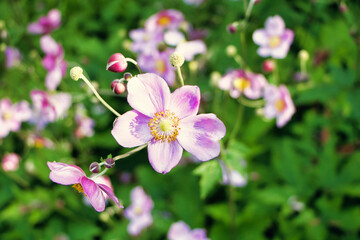 Obraz na płótnie Canvas Weinblättrige Anemone rosa Blumen 