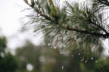 Green branch of pine needles in the rain drops fall closeup