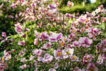 Obraz na płótnie Canvas Weinblättrige Anemone rosa Blumen 