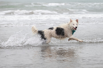 happy almost white border collie dog running and playing on the beach