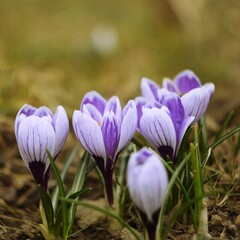 White and violet crocuses by helios lens, soft focus, bokeh.