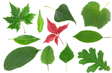 Collection of leaves isolated on a white background. Garden leaves.