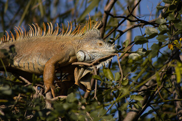male iguana resting at the trees