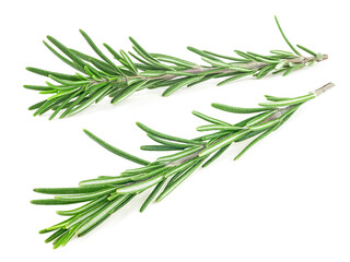 Fototapeta premium Sprigs of fresh rosemary isolated on a white background. Branches of rosemary.