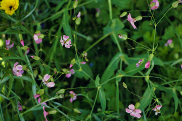 Kuhnelke rosa Blüten auf einem grünen Hintergrund 