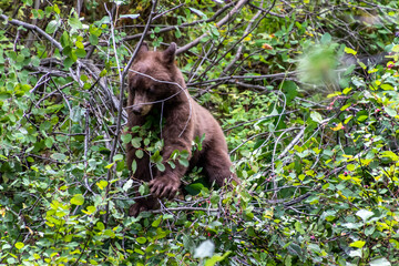 Bear