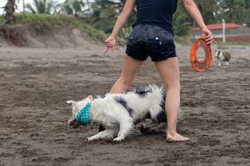 white border collie dog playing with a toy on the beach