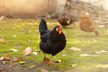 Black hen Black Copper Marans walking in farmyard. Flock of domestic birds eating on free range on autumn yard in village