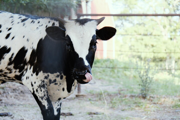 Young longhorn cow cleaning nose close up on farm during summer.