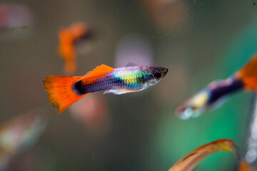 Obraz premium GUPPY freshwater aquarium mail fish with colorful tale and body mixed color