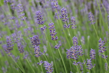 Obraz premium flowers blooming lavender lilac purple color close-up. Growing Medicinal Lavender Plants Lavender Oil