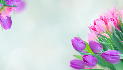 Pink fresh tulips