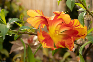 Fototapeta premium Juicy tulips with red-yellow flowers. Side view. Lots of tulips. Spring postcard, background, natural texture