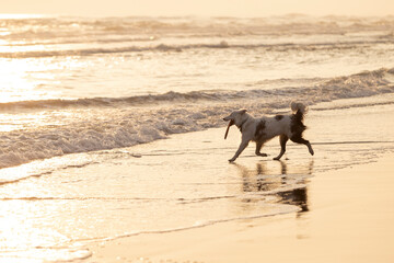 white border collie dog playing with frisbee on the beach at sunrise