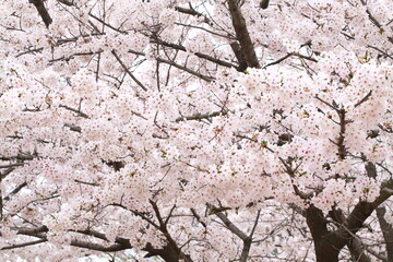 日本の満開の桜　桜前線到来の卒業と入学の季節
Cherry blossoms in full bloom in Japan Season of graduation and admission with the arrival of the cherry blossom front
