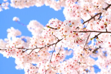 日本の満開の桜　桜前線到来の卒業と入学の季節
Cherry blossoms in full bloom in Japan Season of graduation and admission with the arrival of the cherry blossom front
