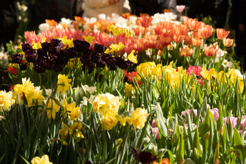 An abundance of tulips in the sun. Red tulips in the sun. Background, structure