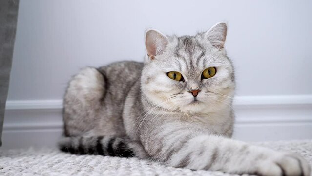 A cute short-haired light gray cat with bright yellow eyes, lying relaxed with streched out paw on the carpet, staring at camera and close eyes. Sleepy and lazy mood. Close up