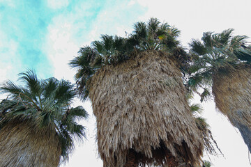 Palm Trees 