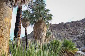 Desert Palm Trees