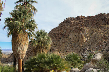palm trees in the desert