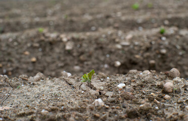 Plantas de patatas rompiendo la tierra y brotando