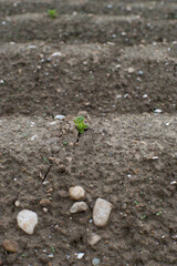Plantas de patatas rompiendo la tierra y brotando